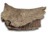 Fossil Hadrosaur (Edmontosaurus) Partial Scapula - Wyoming #265571-1